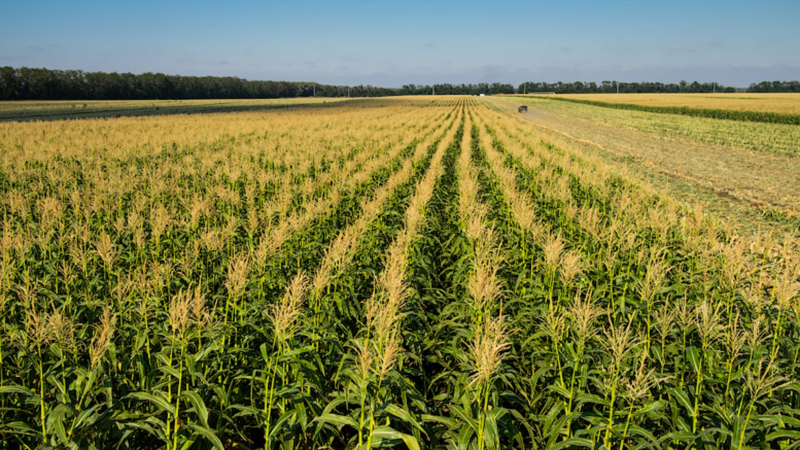 кукурузное поле фото